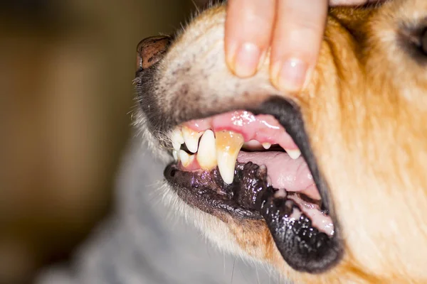動物の病気 歯の病気犬の歯石 — ストック写真