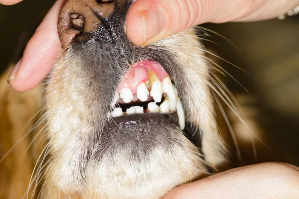 犬の歯科疾患 — ストック写真