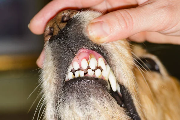 犬の歯科疾患 — ストック写真