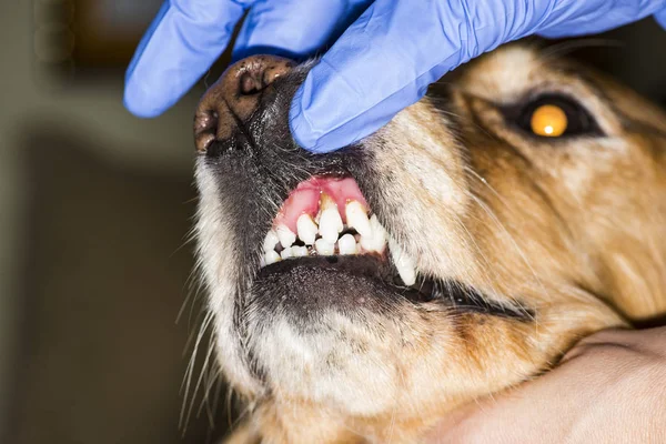 dental disease in a dog