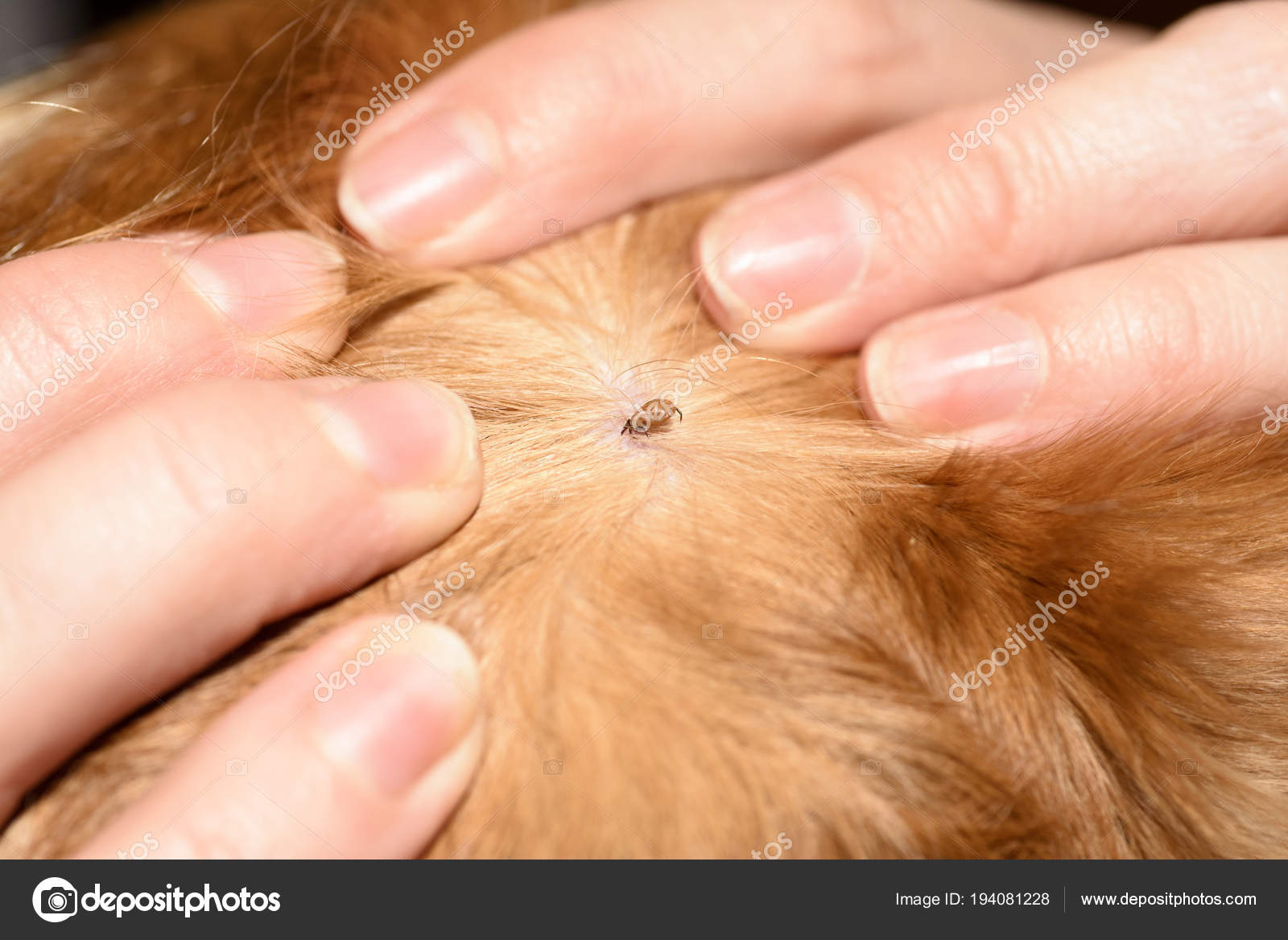 Mite Bites Reddish Dog Stock Photo by ©IgorChus 194081228