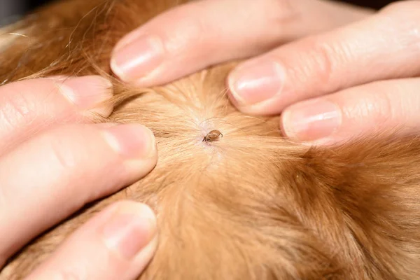 Mite Bites Reddish Dog — Stock Photo, Image