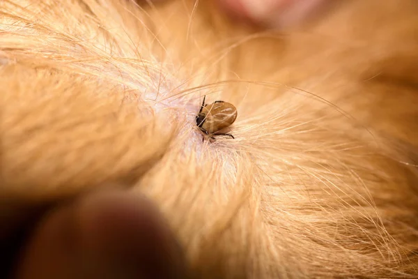 Mite Bites Reddish Dog — Stock Photo, Image