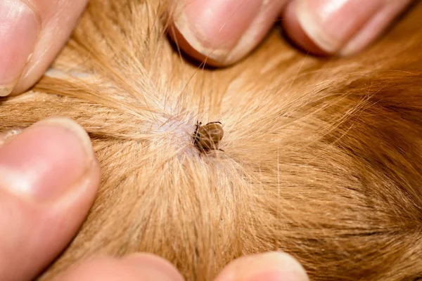 Mite Bites Reddish Dog — Stock Photo, Image