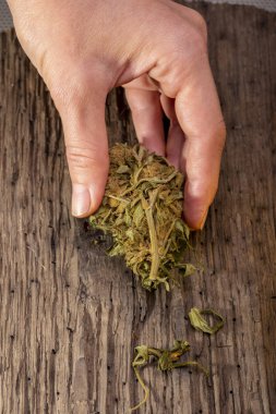 Bataklık meşesinin arka planında kuru marihuana