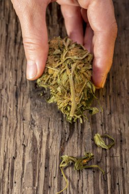 Bataklık meşesinin arka planında kuru marihuana