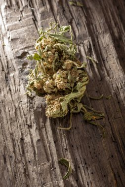 Bataklık meşesinin arka planında esrar ve şırınga