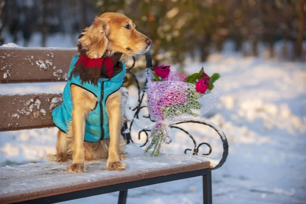 spaniel dog with flowers in winter
