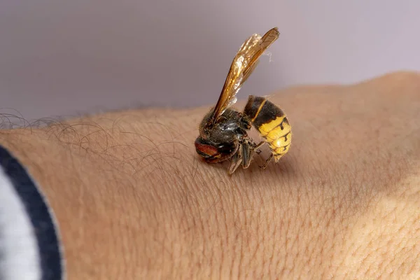 Eşek arısı adamın elini ısırır. Eşek arısı beyaz arka planda bir adamın elini ısırır.