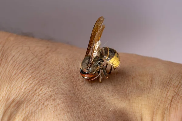 hornet bites a mans hand. hornet bites a mans hand on a white background