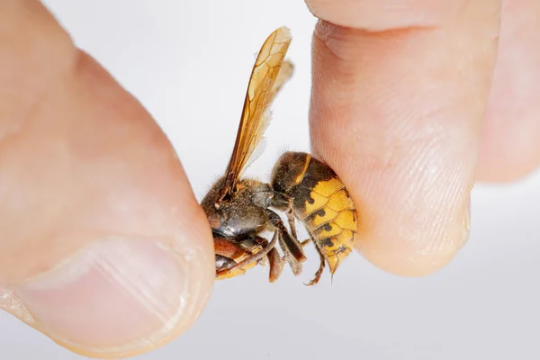 Hornisse Beißt Mann Die Hand Hornisse Beißt Mann Die Hand — Stockfoto