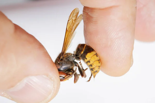 hornet bites a mans hand. hornet bites a mans hand on a white background