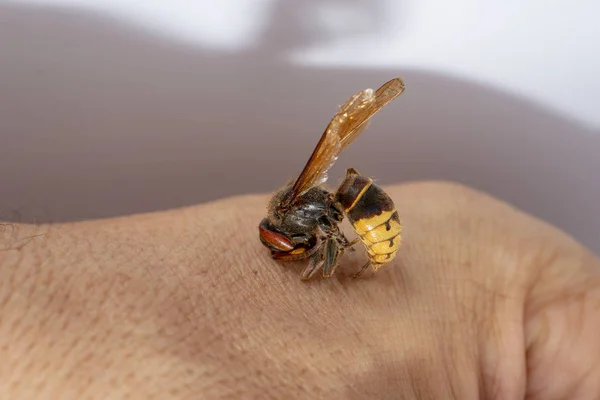 hornet bites a mans hand. hornet bites a mans hand on a white background