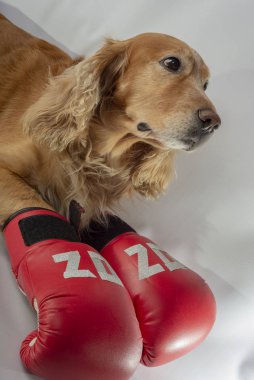 Üzerinde 2020 yazan boks eldivenli köpek.