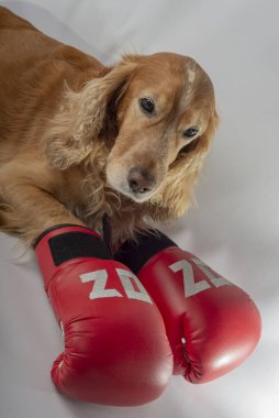 Üzerinde 2020 yazan boks eldivenli köpek.