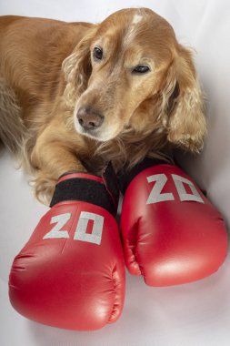 Üzerinde 2020 yazan boks eldivenli köpek.