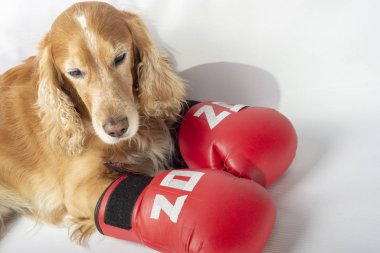 Üzerinde 2020 yazan boks eldivenli köpek.