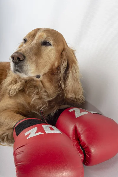 Pes Boxerských Rukavicích Nápisem 2020 — Stock fotografie
