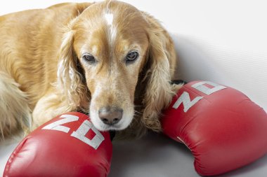 Üzerinde 2020 yazan boks eldivenli köpek.