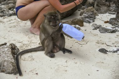 maymun plastik şişeden tatlı su içer.
