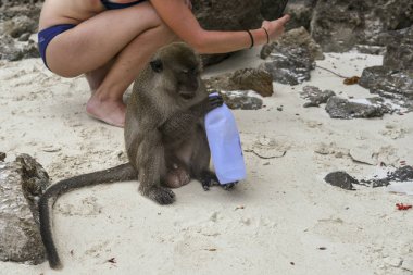 maymun plastik şişeden tatlı su içer.