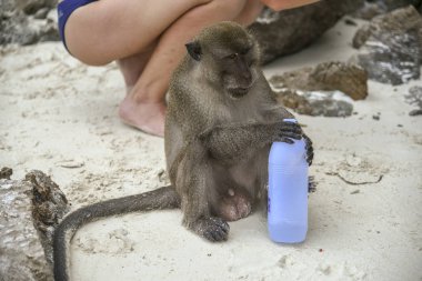 maymun plastik şişeden tatlı su içer.