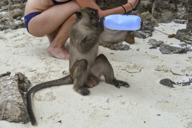 maymun plastik şişeden tatlı su içer.