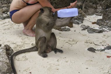 maymun plastik şişeden tatlı su içer.
