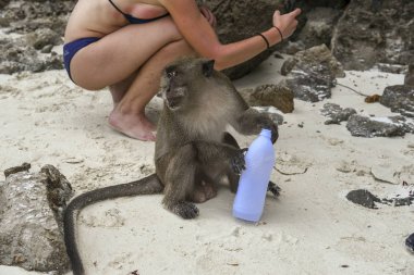 maymun plastik şişeden tatlı su içer.