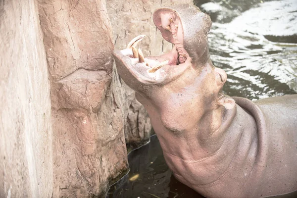 Aggressive Hippo Opened His Mouth Wide — Stock Photo, Image