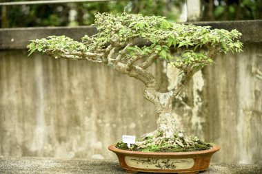Singapur 'un botanik bahçesinde yetişen Bonsai ağacı