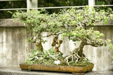 Singapur 'un botanik bahçesinde yetişen Bonsai ağacı