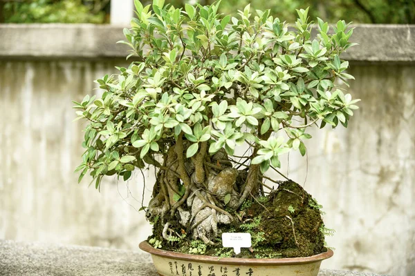 生长在新加坡植物园中的盆景树 — 图库照片