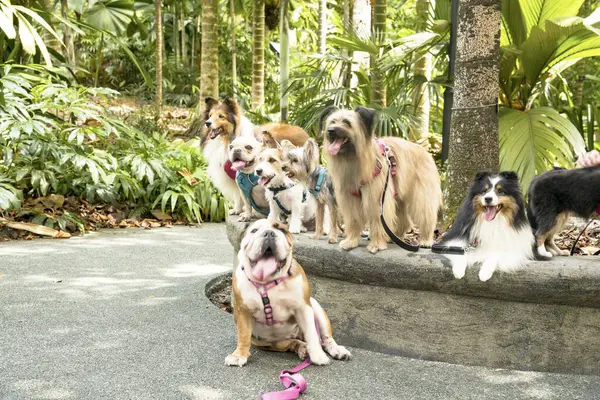 Grupo Perros Raza Pura Parque Singapur — Foto de Stock