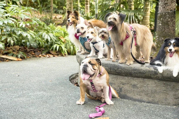 Grupo Perros Raza Pura Parque Singapur — Foto de Stock