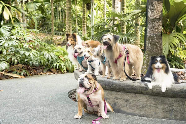 Grupo Perros Raza Pura Parque Singapur — Foto de Stock