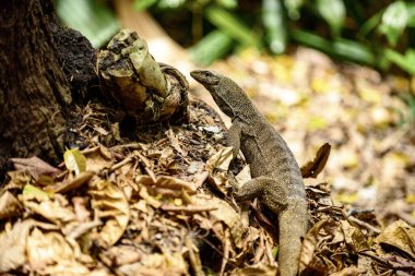 Singapur Parkı 'ndaki büyük kertenkele.
