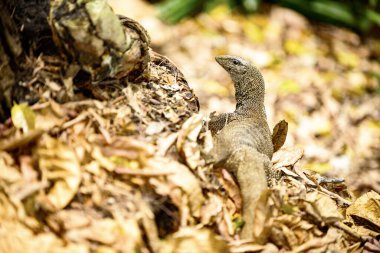 Singapur Parkı 'ndaki büyük kertenkele.