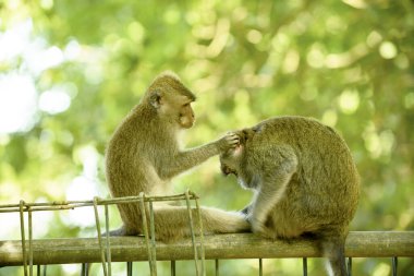 Bir maymun başka bir bireyi, Bali adasını teftiş eder. Endonezya
