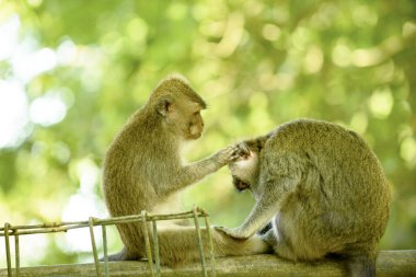 Bir maymun başka bir bireyi, Bali adasını teftiş eder. Endonezya