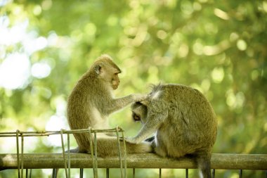 Bir maymun başka bir bireyi, Bali adasını teftiş eder. Endonezya