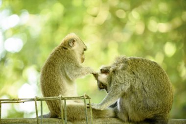 Bir maymun başka bir bireyi, Bali adasını teftiş eder. Endonezya