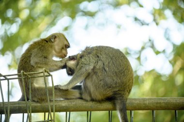 Bir maymun başka bir bireyi, Bali adasını teftiş eder. Endonezya