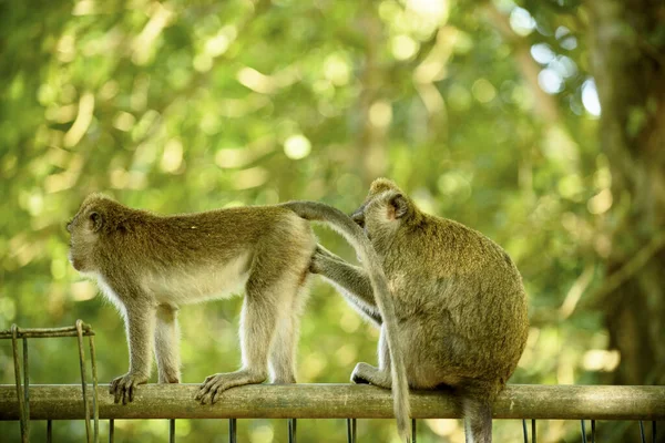 Una Scimmia Ispeziona Altro Individuo Isola Bali Indonesia — Foto Stock