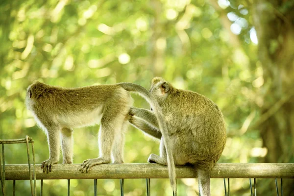 a monkey inspects another individual, the island of Bali. Indonesia