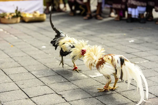 Sylwester Bali Indonezji Ubud City Marca 2020 — Zdjęcie stockowe