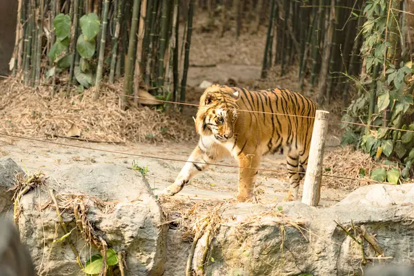 Tigre Jardim Zoológico Tailandês Chang Pode — Fotografia de Stock