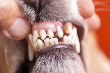 Köpekli Tatar. Doktor köpekteki ağız boşluğunu muayene ediyor.