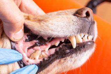 Köpekli Tatar. Doktor köpekteki ağız boşluğunu muayene ediyor.