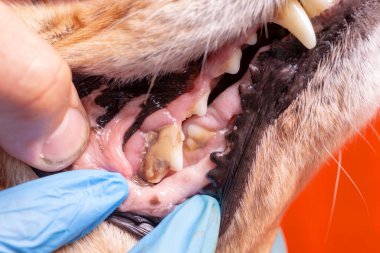 Köpekli Tatar. Doktor köpekteki ağız boşluğunu muayene ediyor.